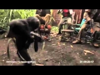 Crazy African guy giving AK-47 to monkey