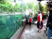 Playing with an Otter