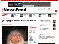 First Sighting of Adorable Red-Crested Tree Rat in 113 Years