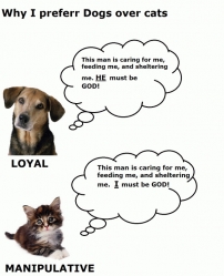 Différence entre chats et chiens