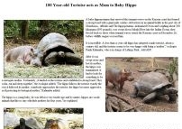 100 Year-old Tortoise acts as Mom to Baby Hippo