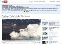 Polar Bears 'Playing' with Spy Video Cameras