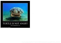 Turtle is not angry.