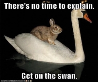 Get on the swan!