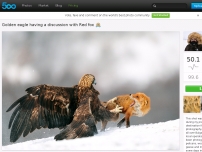 Golden eagle having a discussion with Red fox