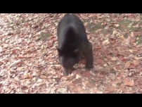 A Bluff Charge by a Black Bear