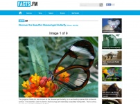 Discover the Beautiful Glasswinged Butterfly