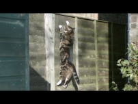 Gravity Defying Cat