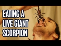 Eating a Live Giant Scorpion