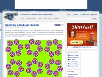 Spinning Ladybugs Illusion